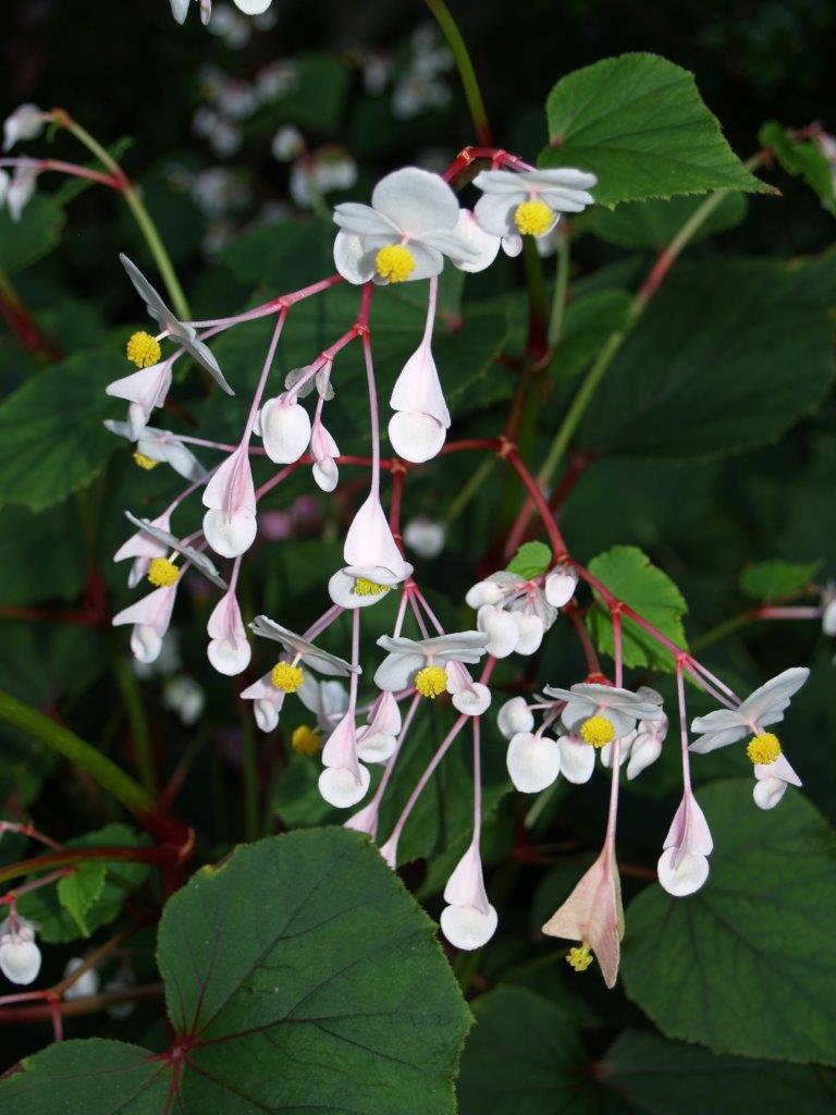 B. grandis ssp. evansiana ‘Alba’